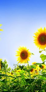 Plantes,Fleurs,Tournesols