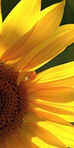 Plants,Flowers,Sunflowers