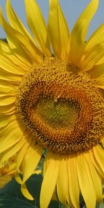 Plantes,Tournesols,Fleurs