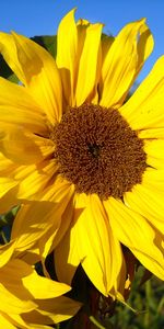 Plants,Flowers,Sunflowers