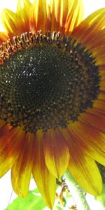 Plantes,Fleurs,Tournesols