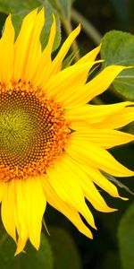 Plantes,Fleurs,Tournesols