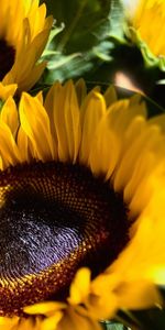 Plantes,Fleurs,Tournesols