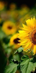 Plants,Flowers,Sunflowers