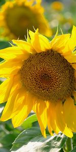 Plantes,Fleurs,Tournesols