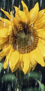 Plants,Flowers,Sunflowers