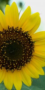 Fleurs,Plantes,Tournesols