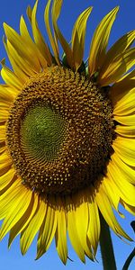 Plantes,Fleurs,Tournesols