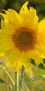 Plants,Flowers,Sunflowers