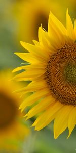 Plantas,Flores,Girasoles