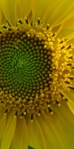 Plants,Flowers,Sunflowers