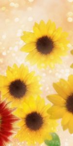 Plants,Flowers,Sunflowers