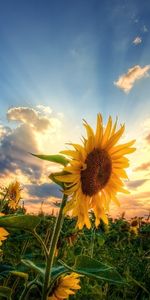 Plantas,Flores,Puesta Del Sol,Girasoles