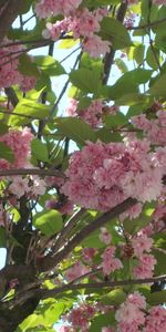 Plantas,Árboles,Flores