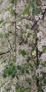 Plantes,Fleurs,Arbres