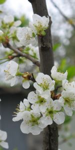 Plantas,Flores,Árboles