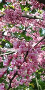 Plants,Flowers,Trees