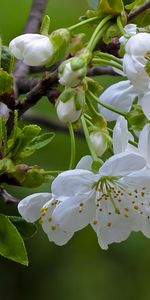 Plants,Flowers,Trees