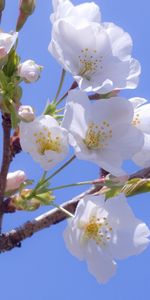 Plantes,Fleurs,Arbres