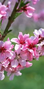 Arbres,Plantes,Fleurs