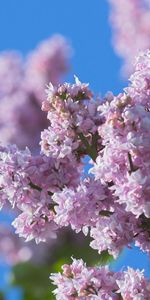 Plants,Flowers,Trees