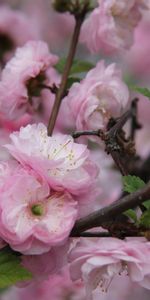 Fleurs,Plantes,Arbres