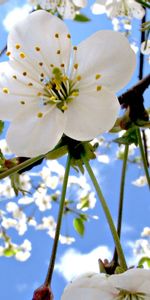 Plants,Flowers,Trees