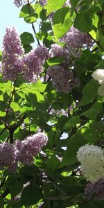 Plants,Flowers,Trees,Lilac