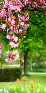 Plants,Flowers,Trees,Sakura