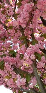 Arbres,Fleurs,Plantes,Sakura