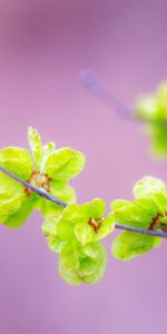 Plants,Flowers,Trees,Violet