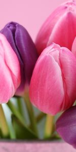 Plantes,Fleurs,Tulipes