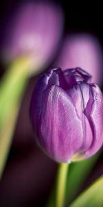 Plants,Flowers,Tulips