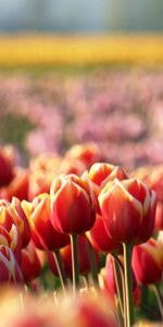 Fleurs,Plantes,Tulipes