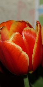 Plantas,Flores,Tulipanes