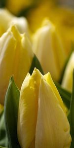 Plantes,Tulipes,Fleurs