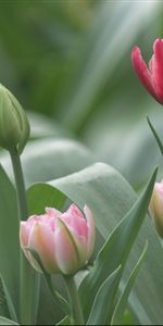 Plants,Flowers,Tulips