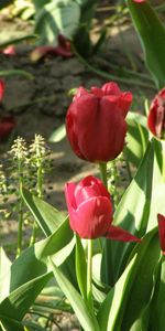 Plantas,Flores,Tulipanes