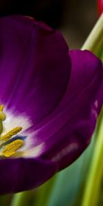 Plantes,Fleurs,Tulipes