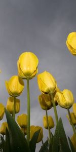 Plantas,Flores,Tulipanes