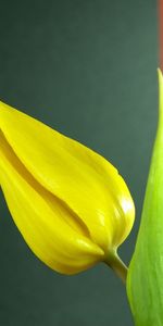 Plants,Flowers,Tulips