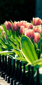 Plantes,Tulipes,Fleurs