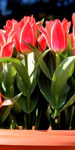 Plantas,Flores,Tulipanes