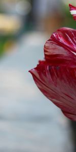 Plants,Flowers,Tulips