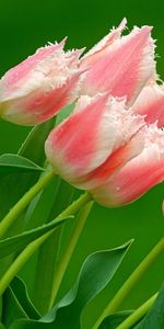 Fleurs,Tulipes,Plantes