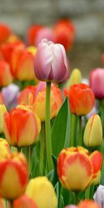 Plants,Flowers,Tulips