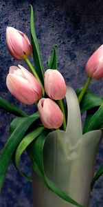 Plantas,Flores,Tulipanes