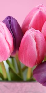 Fleurs,Plantes,Tulipes