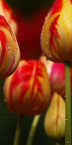 Plants,Flowers,Tulips