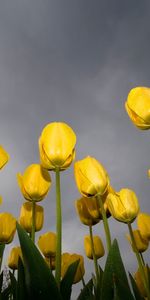 Plants,Flowers,Tulips